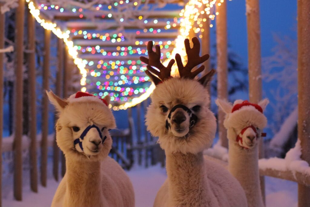 alpakafarm jõuluüritus